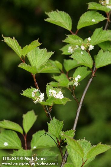 Highbush Cranberry blossoms & foliage
