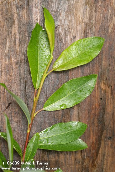 Diamondleaf Willow foliage detail