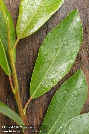 Diamondleaf Willow foliage detail