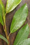 Diamondleaf Willow foliage detail