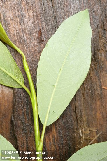 Diamondleaf Willow foliage underside detail