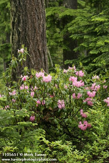 Pacific Rhododendron at base of Douglas-Fir
