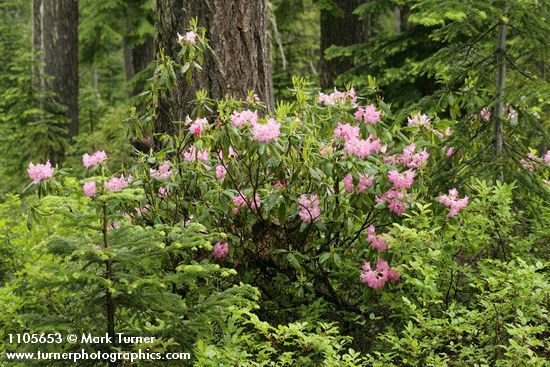 Pacific Rhododendron at base of Douglas-Fir