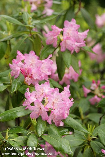 Pacific Rhododendron blossoms & foliage