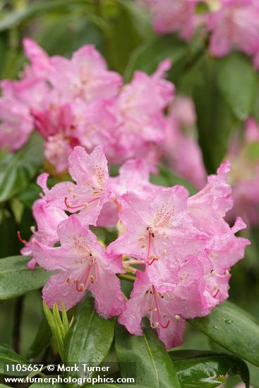 Pacific Rhododendron blossoms