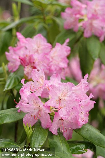 Pacific Rhododendron blossoms