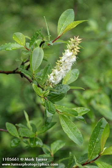 Diamondleaf Willow foliage & mature female ament