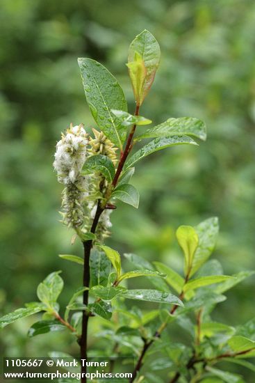 Diamondleaf Willow foliage & mature female ament