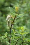 Diamondleaf Willow foliage & mature female ament