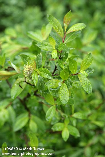 Diamondleaf Willow foliage & mature female ament