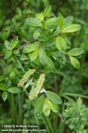 Diamondleaf Willow foliage & mature female aments