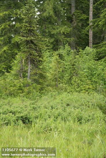 Western Bog Blueberries at edge of wet meadow w/ Pacific Silver Fir, Diamondleaf Willow, Western Redcedar bkgnd