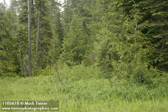 Western Bog Blueberries at edge of wet meadow w/ Pacific Silver Fir, Diamondleaf Willow, Western Redcedar bkgnd