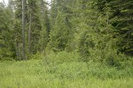 Western Bog Blueberries at edge of wet meadow w/ Pacific Silver Fir, Diamondleaf Willow, Western Redcedar bkgnd
