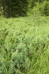 Western Bog Blueberries among sedges in wet meadow