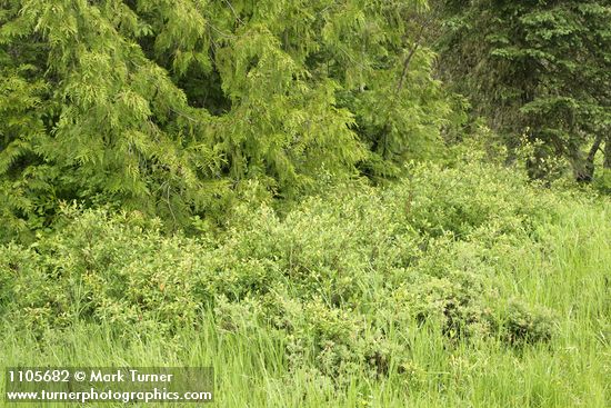 Diamondleaf Willows at base of Western Redcedar w/ Western Bog Blueberries among sedges in wet meadow