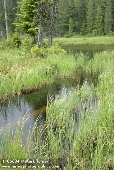 Sedges in wet meadow at edge of Anvil Lake