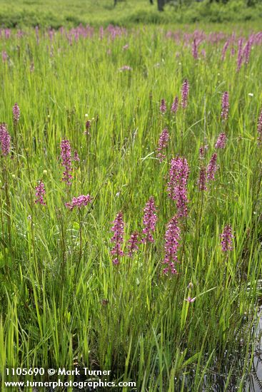 Elephant's Head Lousewort among sedges in wet meadow