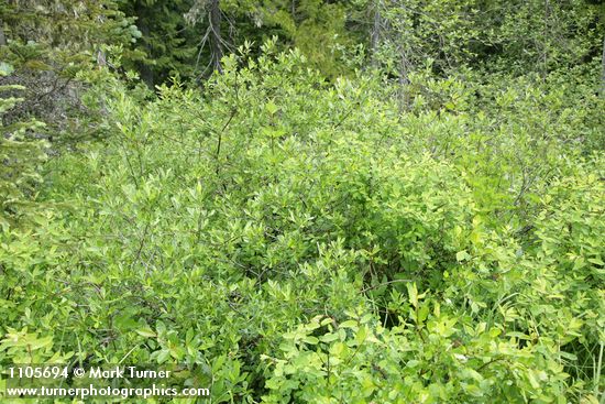 Bog Willow (smaller leaves) w/ Diamondleaf Willow