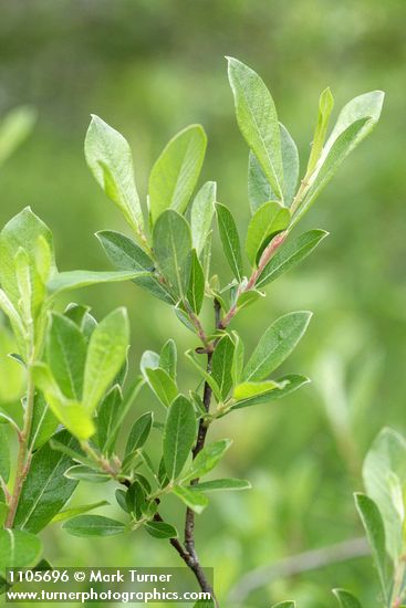 Bog Willow foliage