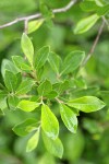 Bog Willow foliage
