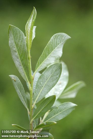 Bog Willow foliage underside detail