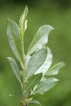 Bog Willow foliage underside detail