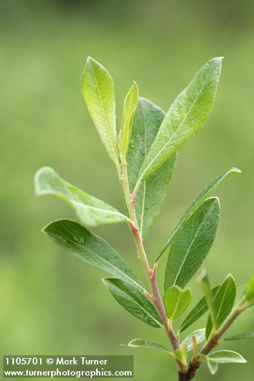 Bog Willow foliage detail