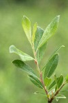 Bog Willow foliage detail
