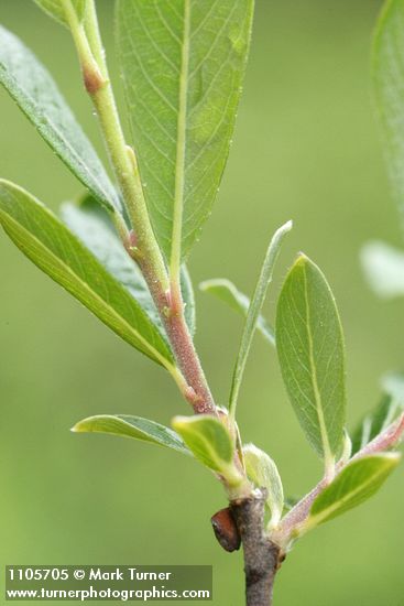 Bog Willow twig & branchlet detail