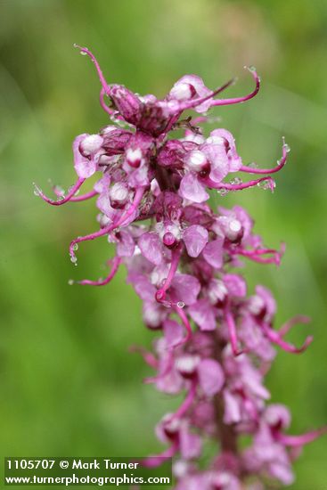 Elephant's Head Lousewort blossoms detail