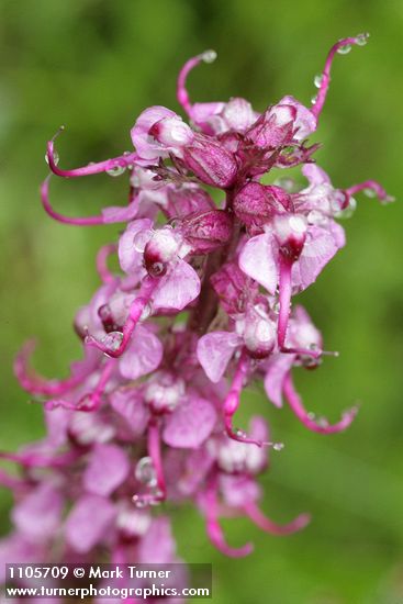 Elephant's Head Lousewort blossoms detail
