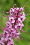 Elephant's Head Lousewort blossoms detail