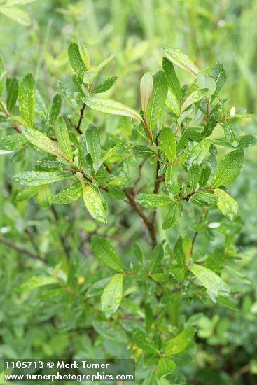 Bog Willow foliage