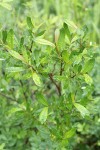 Bog Willow foliage