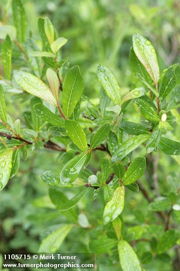 Bog Willow foliage