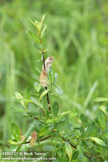Bog Willow foliage w/ mature female aments
