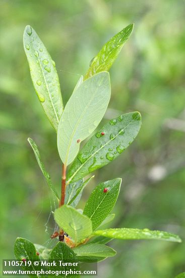 Bog Willow foliage detail