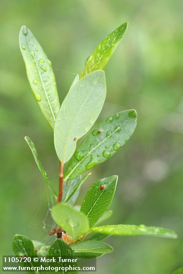 Bog Willow foliage detail