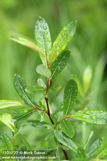 Bog Willow foliage detail