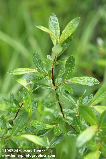 Bog Willow foliage