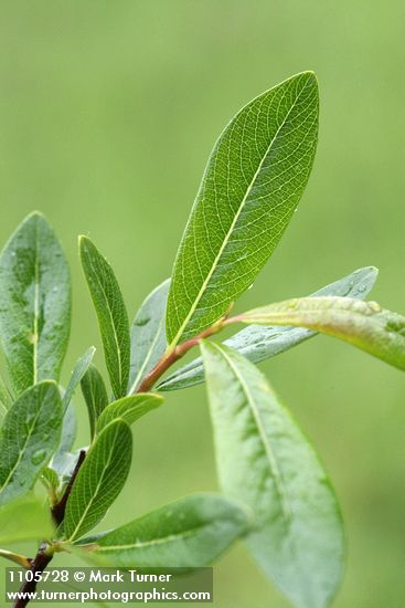 Bog Willow foliage detail