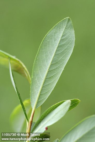 Bog Willow foliage underside detail