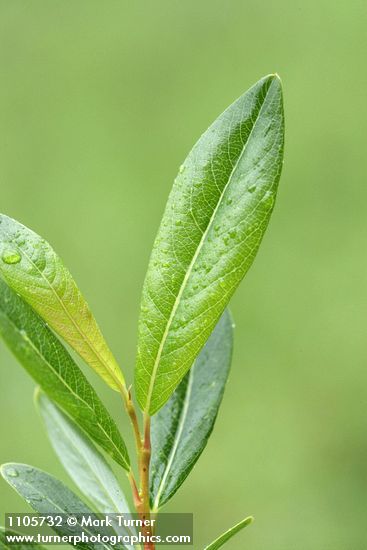 Bog Willow foliage detail