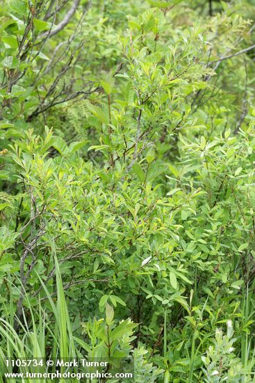 Bog Willow