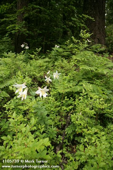 Washington Lilies