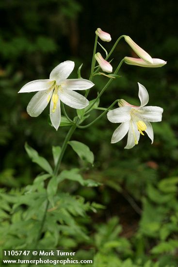 Washington Lily blossoms