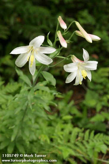 Washington Lily blossoms