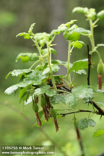 Fuchsia-flowered Gooseberry immature fruit & foliage