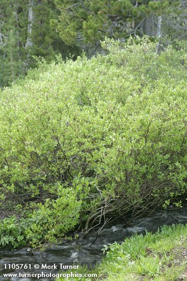 Booth's Willow at edge of Three Creek